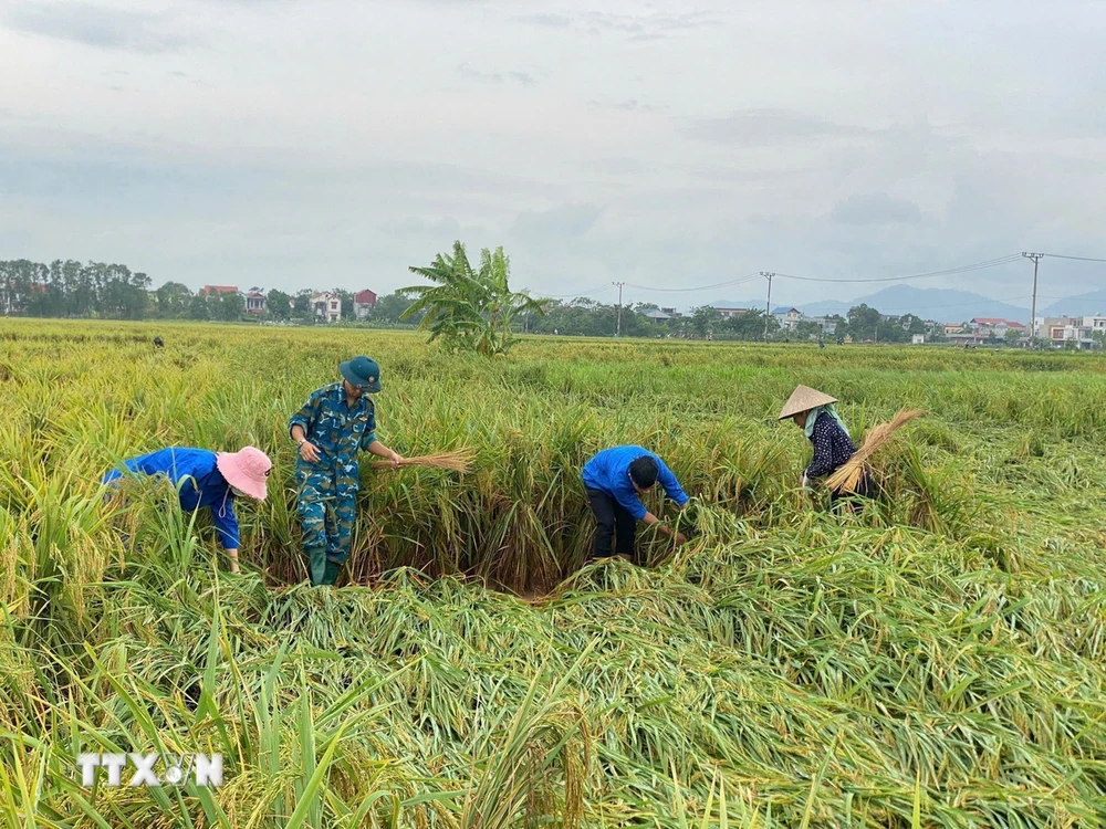 Tuổi trẻ huyện Sóc Sơn, Hà Nội cùng lực lượng quân đội và nhân dân bó dựng lại diện tích lúa bị đổ. (Ảnh: TTXVN phát)