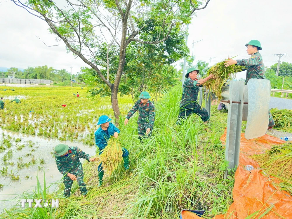 Cán bộ, chiến sỹ Ban Chỉ huy quân sự huyện Tam Dương, Vĩnh Phúc giúp bà con nhân dân xã Đồng Tĩnh, huyện Tam Dương thu hoạch lúa. (Ảnh: Hoàng Hùng/TXVN)