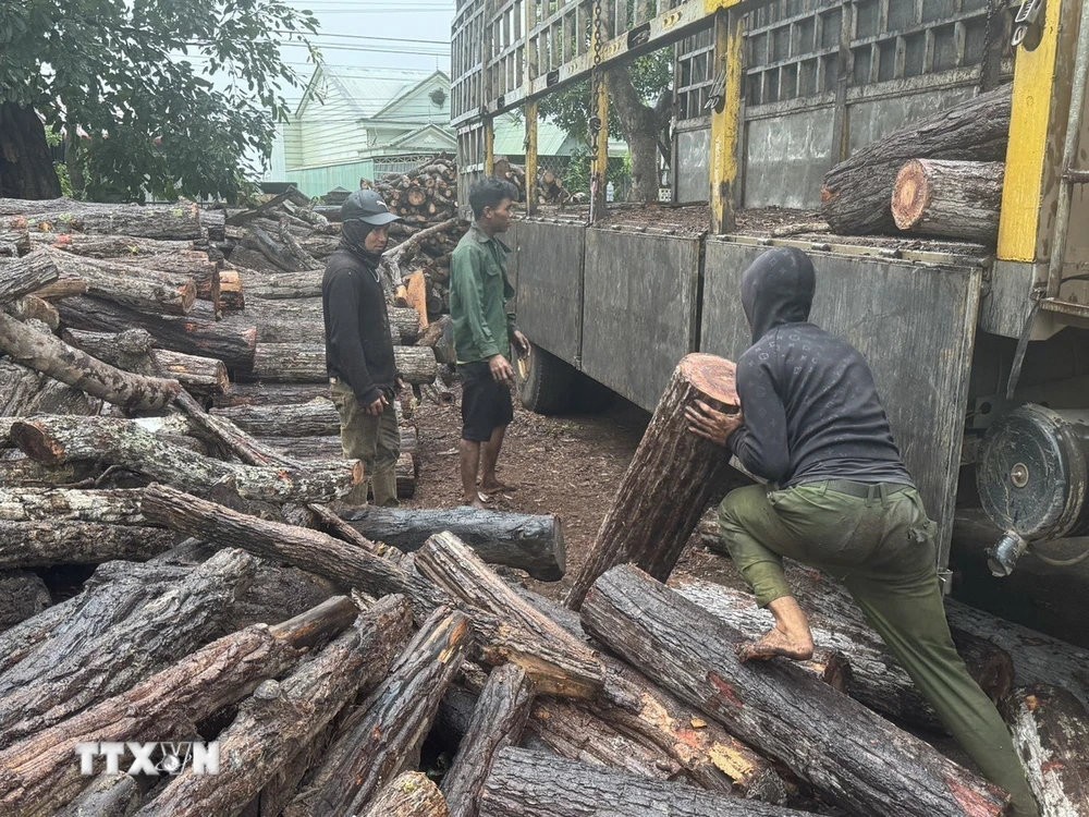 Lực lượng chức năng kiểm đếm khối lượng gỗ vận chuyển trái phép tại xã biên giới Ia Mơ, Gia Lai. (Ảnh: Hoài Nam/TTXVN)