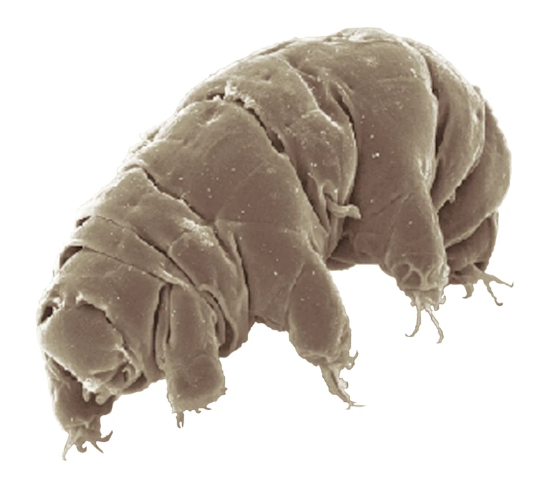 Gấu nước tardigrade. (Nguồn: Wikipedia)