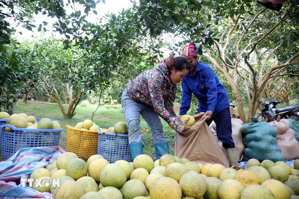 Người dân thôn Soi Hà, xã Xuân Vân, huyện Yên Sơn (Tuyên Quang) thu hoạch bưởi Soi Hà. (Ảnh: Hoàng Hải/TTXVN)