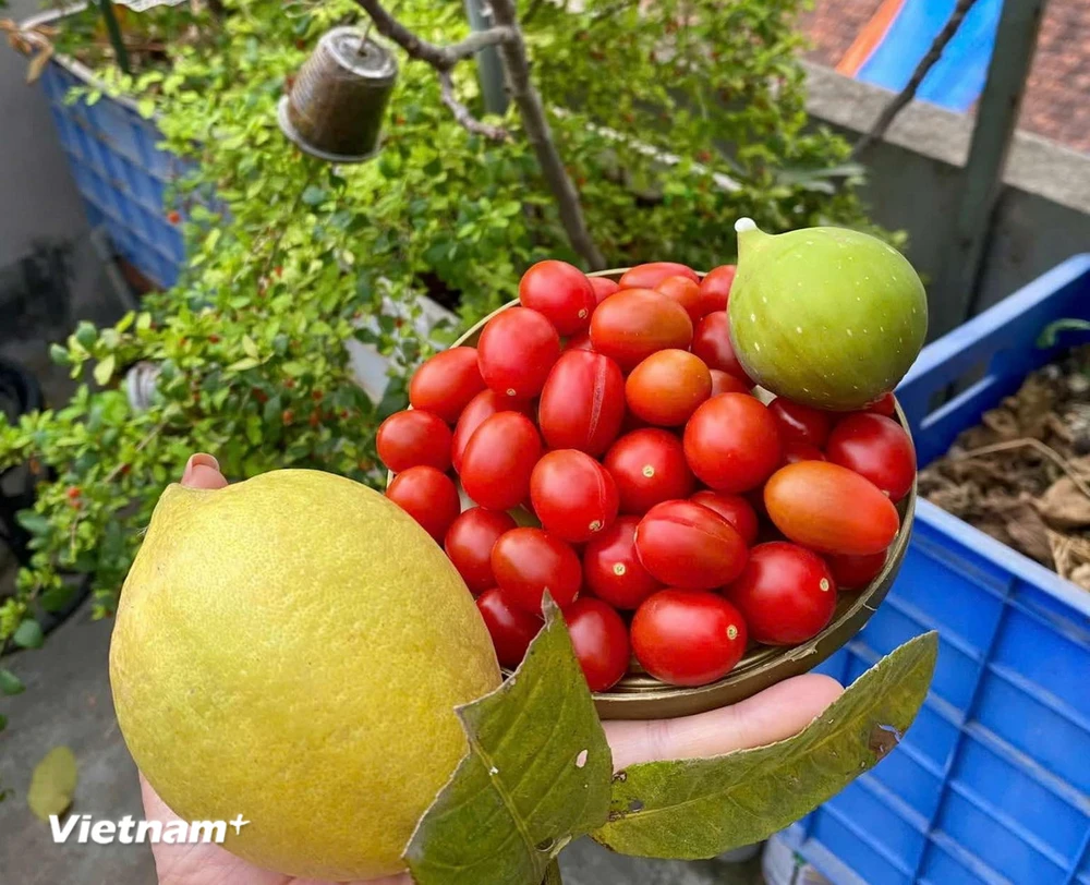 Thu hoach trên sân thượng. (Nguồn: Vietnam+)