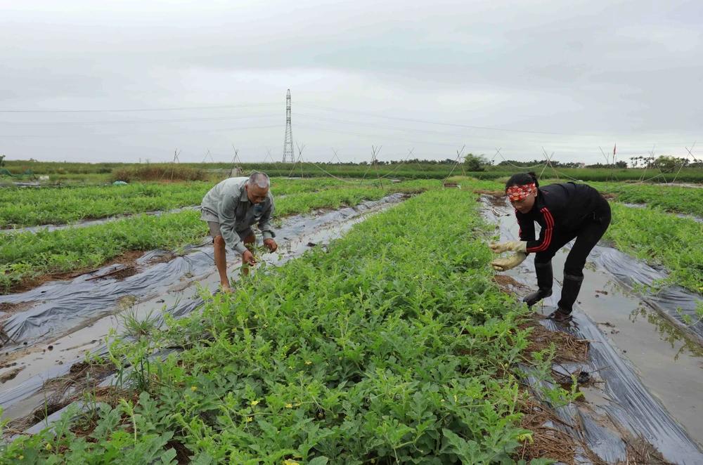 Hỗ trợ thuốc bảo vệ thực vật và tập huấn trồng dưa hấu trên đất trồng lúa kém hiệu quả tại huyện Thủy Nguyên. (Ảnh: Vũ Sinh/TTXVN)