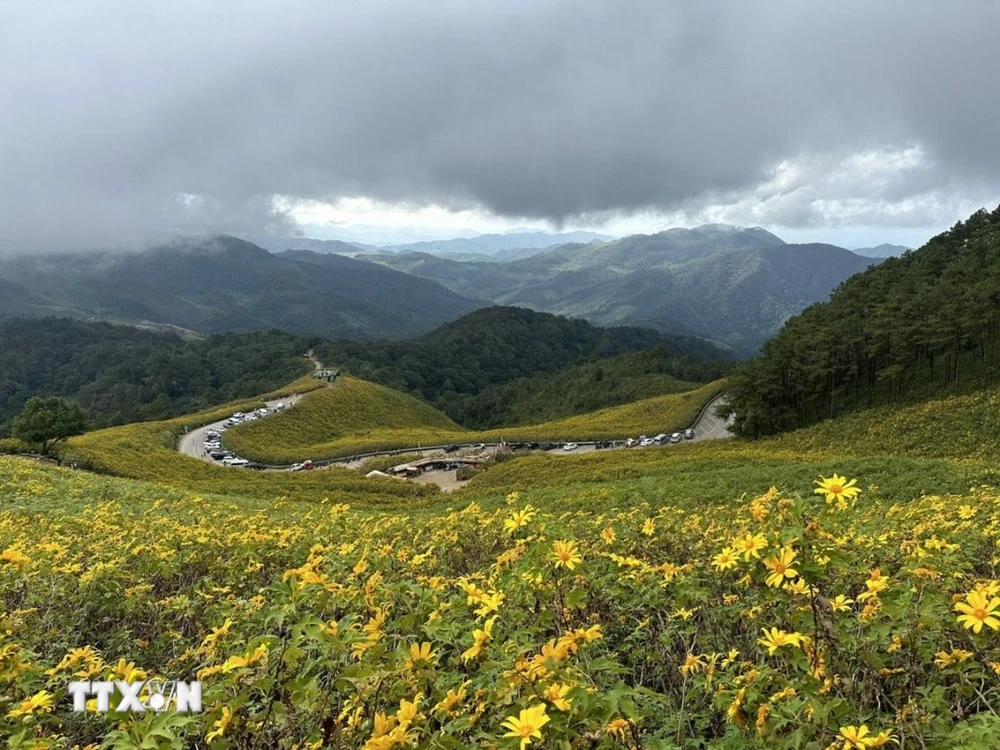 Những cánh đồng hoa dã quỳ vàng rực hai bên đường là điểm thu hút khách du lịch tới Mae Hong Son. (Ảnh: Huy Tiến/TTXVN)