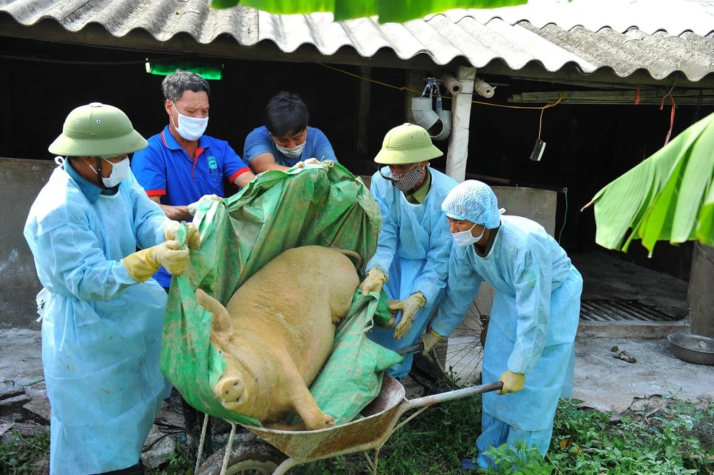 Lợn mắc bệnh dịch tả lợn châu Phi bị chết được lực lượng chức năng đưa đi tiêu hủy. (Ảnh: Minh Đức - TTXVN)