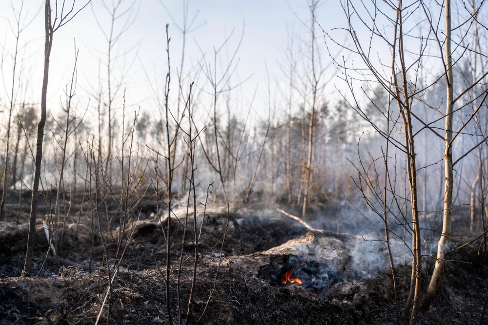 Cây cối bị thiêu trụi trong đám cháy rừng gần nhà máy điện hạt nhân Chernobyl, Ukraine ngày 12/4. (Ảnh: AFP/TTXVN)