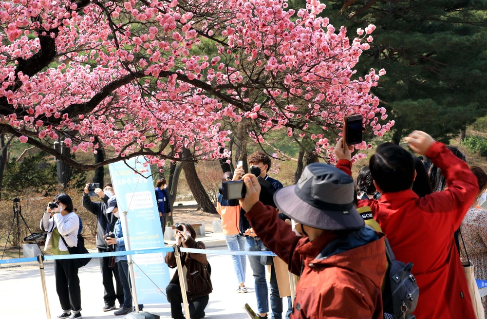 Người dân Hàn Quốc chụp ảnh cây anh đào cổ thụ đã nở rộ trong Cung Changdeok tại thủ đô Seoul. (Ảnh: Phạm Anh Nguyên/TTXVN)