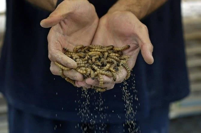 Sâu gạo hứa hẹn trở thành 'siêu thực phẩm' tại Kuwait. (Nguồn: AFP)