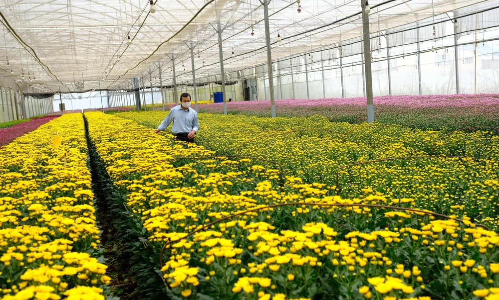 Gia đình ông Lê Mỹ Thành (phường 7, thành phố Đà Lạt, Lâm Đồng) có 7.000m2 nhà kính trồng hoa cúc để liên kết xuất khẩu hoa sang Australia. (Ảnh: Nguyễn Dũng/TTXVN)