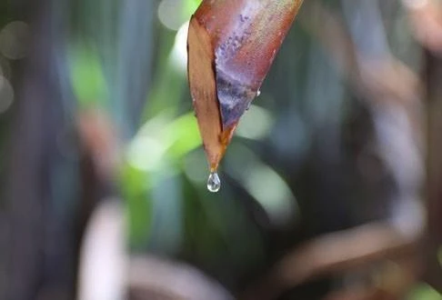 Mật dừa nước tiết ra từ cuống buồng dừa. (Ảnh: Xuân Anh/TTXVN)