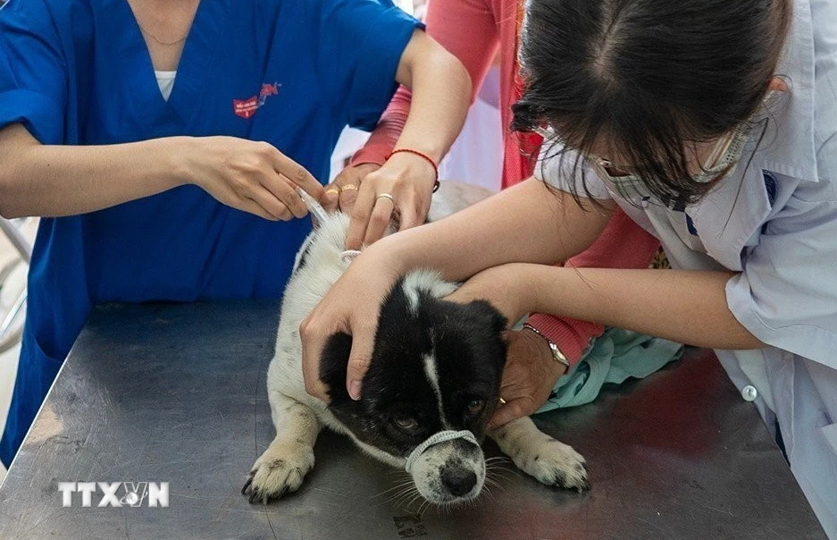 Thêm một địa phương tại Quảng Ninh xuất hiện dịch dại trên chó- Ảnh 1.
