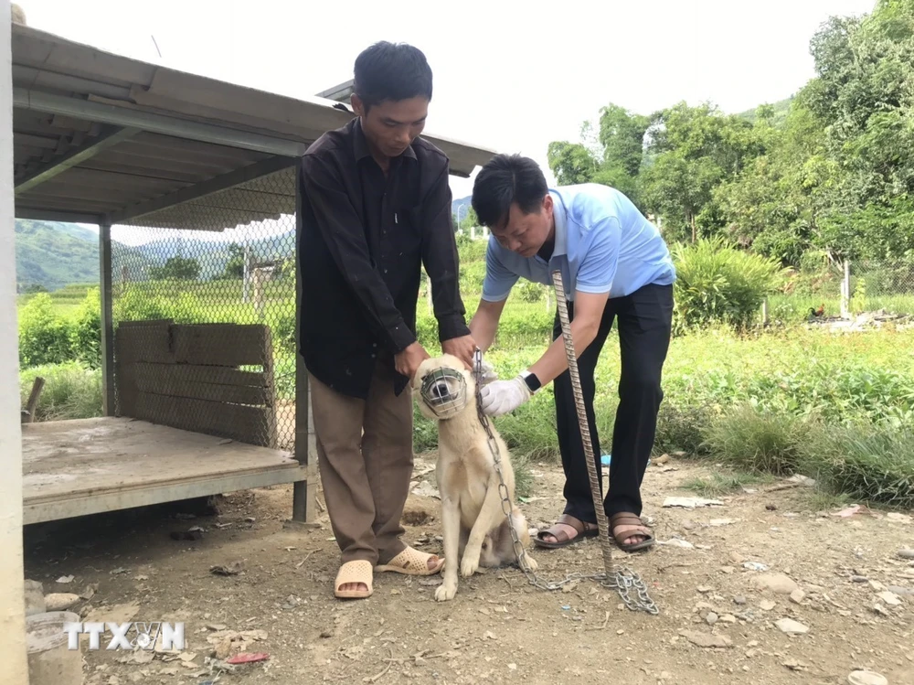 Tiêm vaccine phòng dại cho chó tại xã Bản Lang, huyện Phong Thổ (Lai Châu). (Ảnh: Đinh Thùy/TTXVN phát)