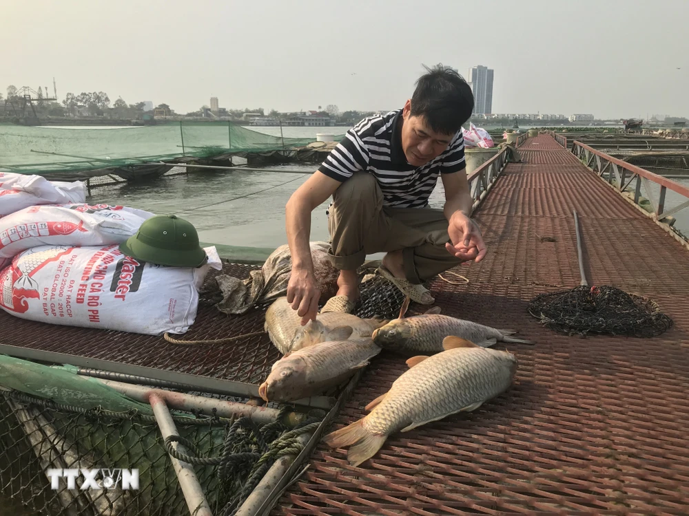Hải Dương: Cá chết hàng loạt chưa rõ nguyên nhân, gây thiệt hại cho người  dân | Vietnam+ (VietnamPlus)