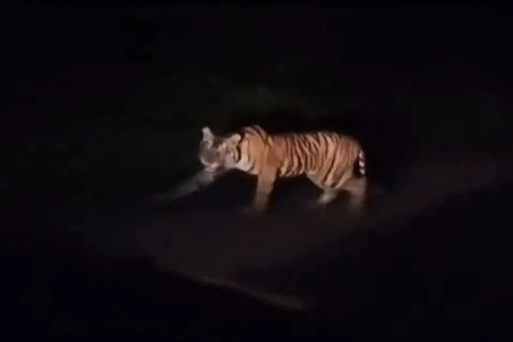 Hổ Sumatra được nhìn thấy đang lang thang trên một đoạn đường ở bờ biển. (Nguồn: Antara)