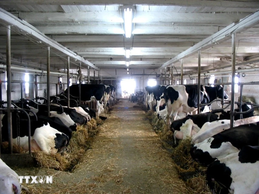 Trang trại nuôi bò sữa ở Canada. (Ảnh: Dairy farmers of Canada/TTXVN)