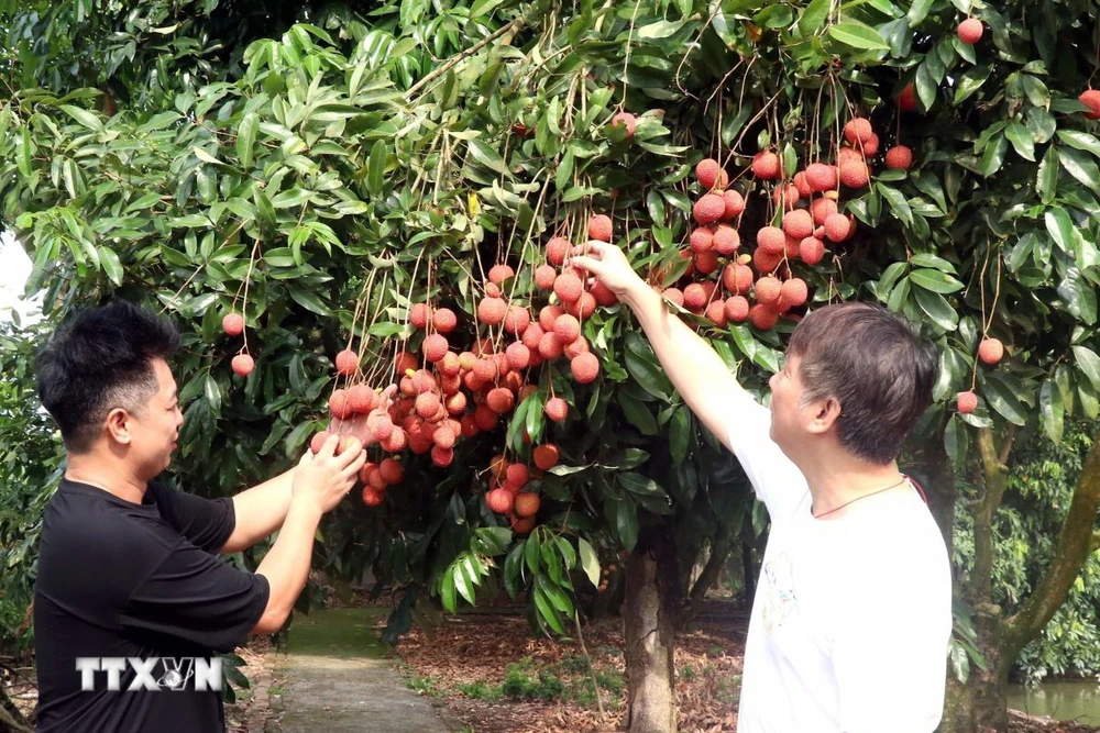 Vải trứng Hưng Yên với ưu thế, quả to, mã đẹp, vị ngọt thơm được đông đảo người tiêu dùng ưa chuộng. (Ảnh: Đinh Văn Nhiều/TTXVN)