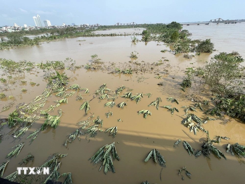 Nước sông Hồng đang rút, bãi giữa sông dần "hiện hình" trở lại sau nhiều ngày chìm trong nước (ảnh chụp 8h15, ngày 13/9/2024). (Ảnh: Minh Quyết/TTXVN)