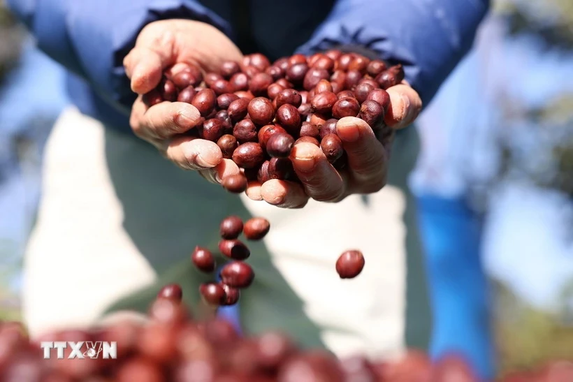 Càphê Arabica. (Ảnh: Tuấn Anh/TTXVN)