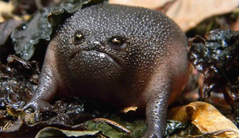 Con ếch Nhỏ Hình ảnh Một Con ếch Có đôi Mắt Màu Xanh Lá Cây | Nền JPG Tải  xuống miễn phí - Pikbest