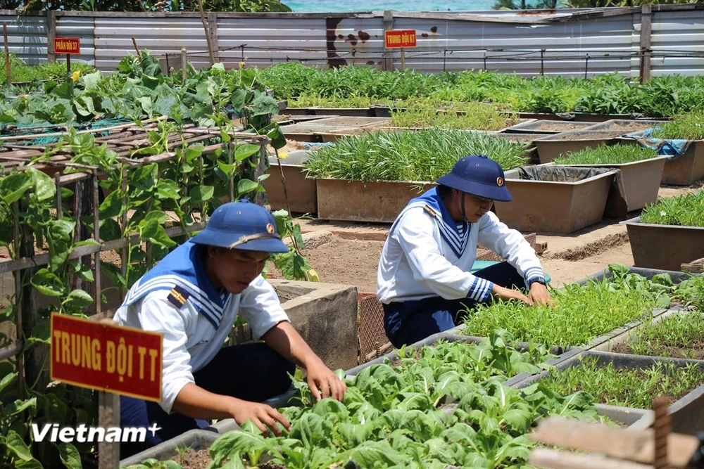 Sau thời gian thao luyện, các chiến sỹ tại Đảo An Bang lại chia nhau ra vườn bắt sâu, tưới nước cho rau. (Ảnh: H.V/Vietnam+)