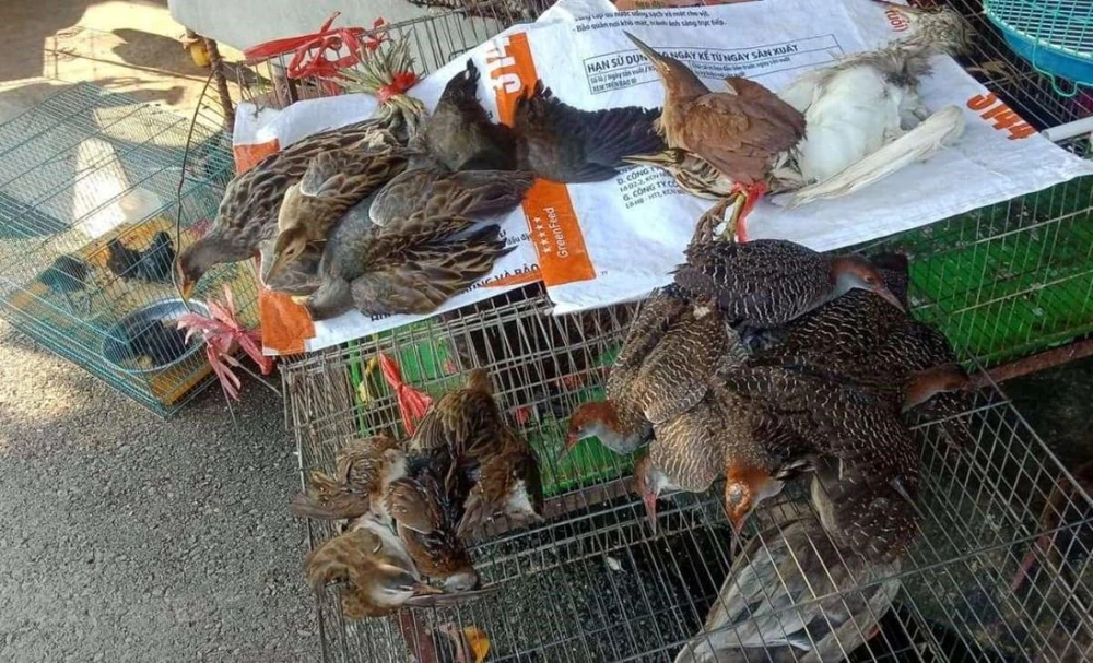 Các loài chim hoang dã được bày bán công khai tại chợ Thạnh Hóa, tỉnh Long An. (Ảnh: HV/Vietnam+)