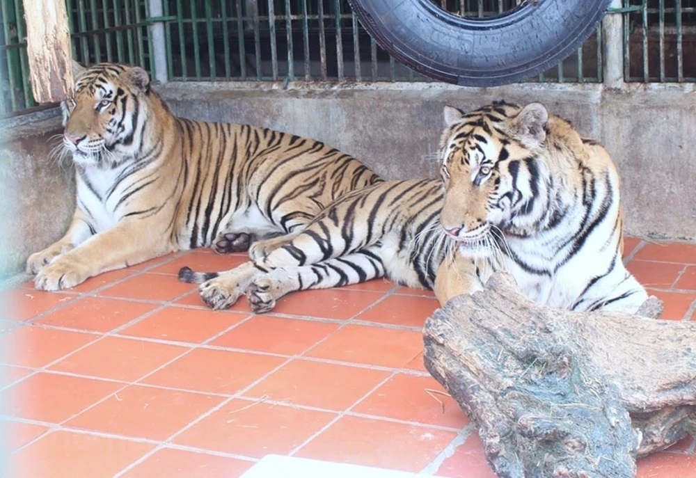 Quần thể hổ hoang dã đang suy giảm ở tất cả các quốc gia có hổ tại Đông Nam Á. (Ảnh: Hùng Võ/Vietnam+) 