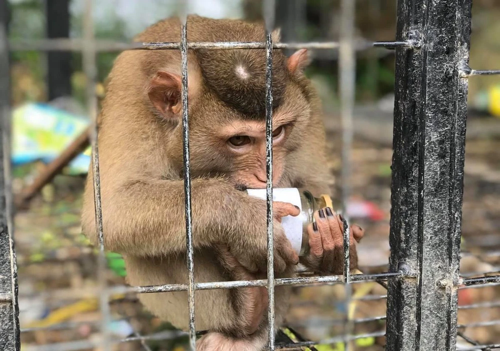 Cá thể khỉ bị nuôi nhốt làm cảnh tại Tam Đảo, tỉnh Vĩnh Phúc. (Ảnh: Hùng Võ/Vietnam+)