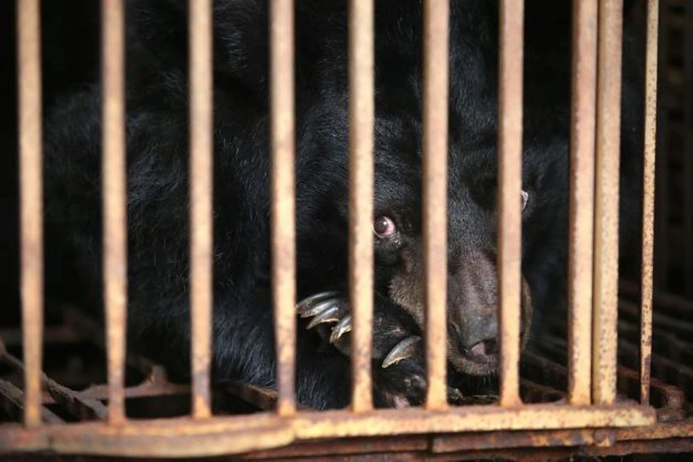 Một trong bảy cá thể gấu bị nuôi nhốt vừa được cứu hộ. (Ảnh: Tổ chức ĐVCA cung cấp)