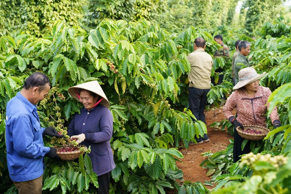 Ảnh minh họa. (Nguồn: Trương Văn Vị/Vietnam+)