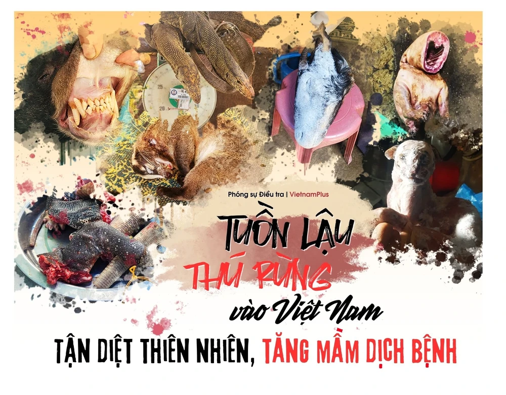 Loạt bài “Tuồn lậu thú rừng vào Việt Nam: Tận diệt thiên nhiên, tăng mầm dịch bệnh.” (Nguồn: Vietnam+)