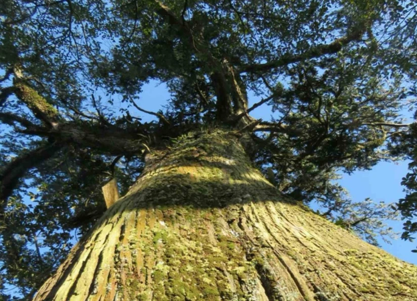 Một trong hai cây bách xanh vừa được công nhận "Cây Di sản Việt Nam." (Nguồn: VACNE)