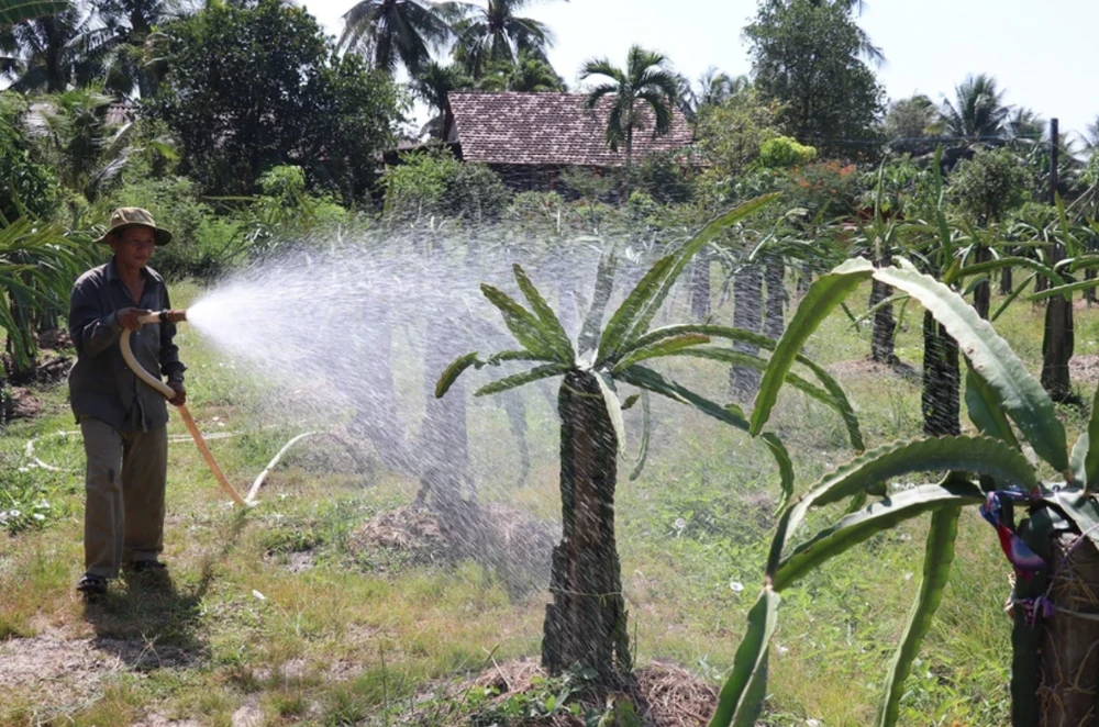 Nông dân tiết kiệm tối đa nguồn nước tưới tiêu để ứng phó hạn, mặn. (Ảnh: Hữu Chí/TTXVN)