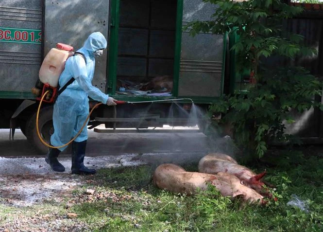 Phun hóa chất lợn bị dịch tả lợn châu phi tại hộ gia đình ông Lê Văn Bán, thôn 11, xã Hòa Phú, thành phố Buôn Ma Thuột. (Ảnh: Phạm Cường - TTXVN)