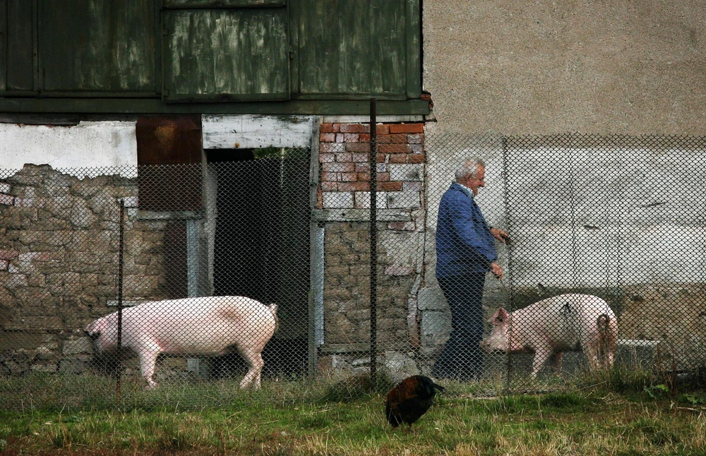 Lợn được nuôi tại trang trại ở làng Golema Rakovitsa, Bulgaria. (Ảnh: AFP/ TTXVN)