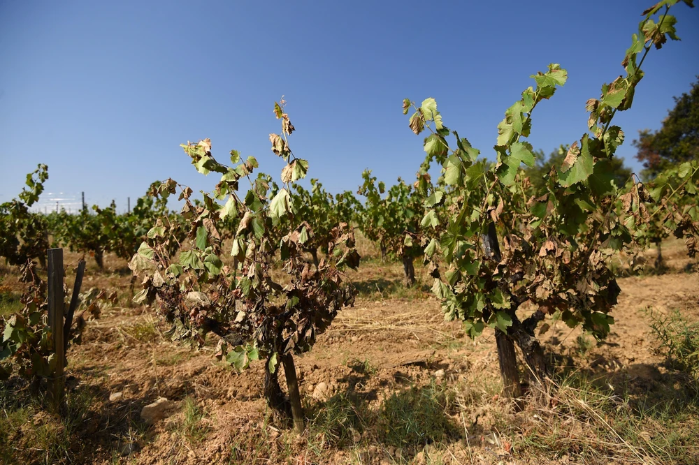 Nắng nóng có thể lên tới 50 độ C đe dọa ngành nông nghiệp của Italy. (Nguồn: AFP/TTXVN)