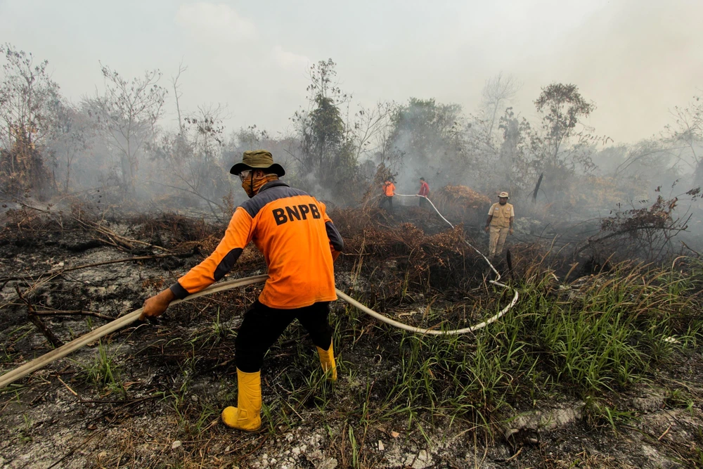 Lính cứu hỏa nỗ lực dập lửa cháy rừng tại Kampar, tỉnh Riau, Indonesia ngày 14/8/2019. (Ảnh: THX/TTXVN)