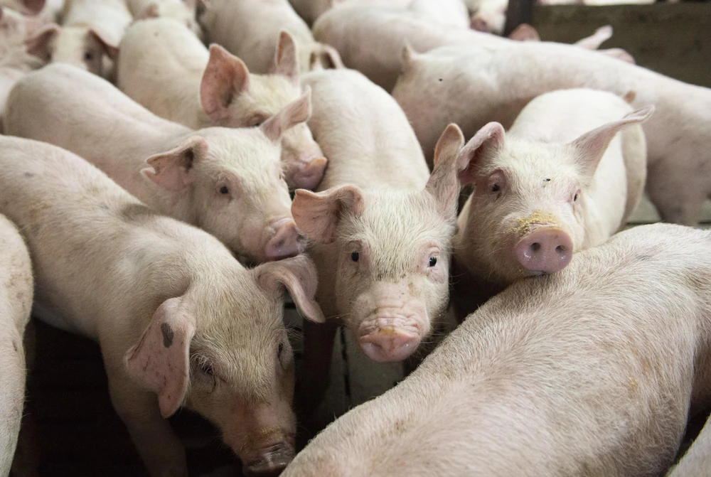 Thành phố Bắc Kinh sẽ đầu tư lớn vào ngành nuôi lợn. (Ảnh: AFP/TTXVN)