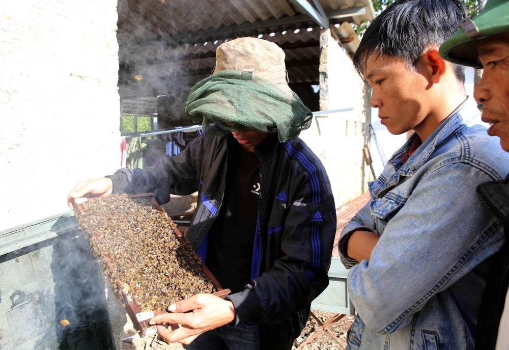 Mô hình “Nuôi ong để phát triển bền vững” cho 30 hộ dân tại xã Lộc Bổn, huyện Phú Lộc, Thừa Thiên-Huế nằm trong Dự án Trường Sơn Xanh do Cơ quan Phát triển Quốc tế của Hoa Kỳ (USAID) tài trợ. (Ảnh: Hồ Cầu/TTXVN)