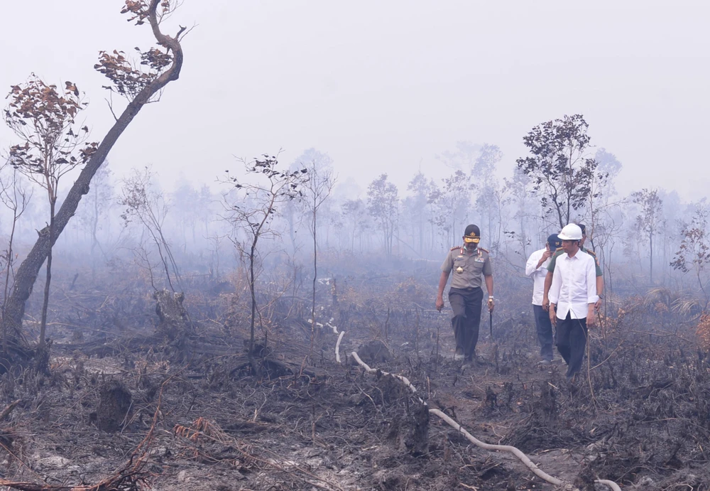 Tổng thống Indonesia Joko Widodo (phải) thị sát khu vực xảy ra cháy rừng ở Nam Sumatra ngày 6/9. (Ảnh: AFP/TTXVN)