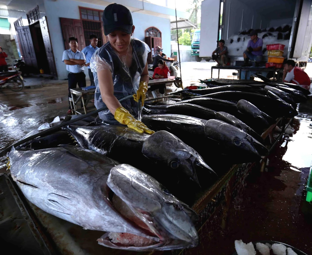 Ngư dân Bình Định đánh bắt cá ngừ đại dương. (Ảnh: Vũ Sinh/TTXVN)