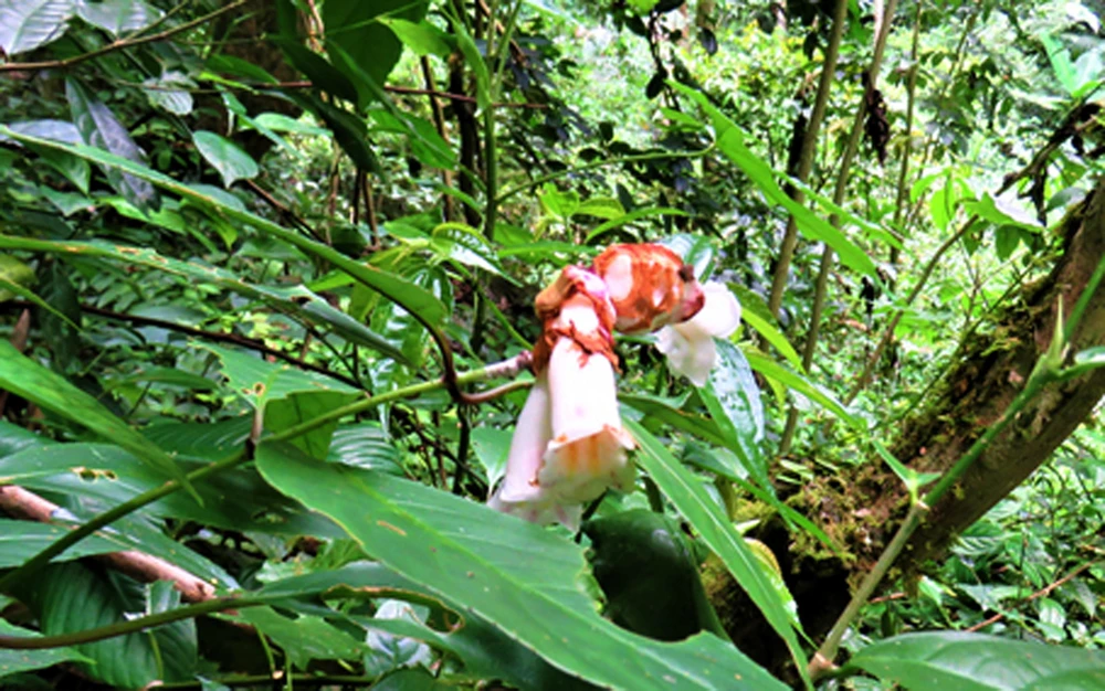 Loài thực vật My Điểm Hồng Nam Động mới được phát hiện tại Khu bảo tồn các loài hạt trần quý hiếm Nam Động, huyện Quan Hóa, tỉnh Thanh Hóa. (Ảnh: Nguyễn Nam/TTXVN)