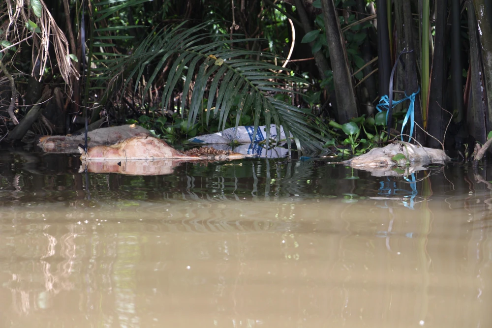 Xác lợn chết bị vứt trên đoạn sông gây ô nhiễm môi trường. (Ảnh: Hồng Thái/TTXVN)