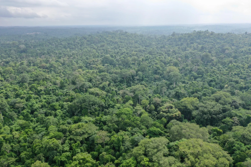Quang cảnh rừng Omo ở Lagos, Nigeria, ngày 12/6/2019. (Ảnh: AFP/TTXVN)