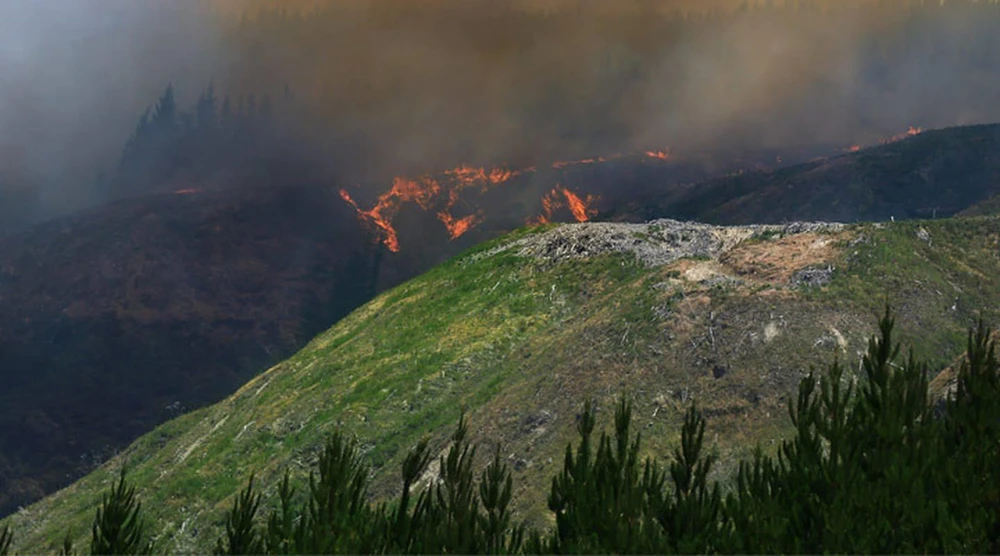 Cháy rừng tại New Zealand. (Nguồn: nzherald.co.nz)