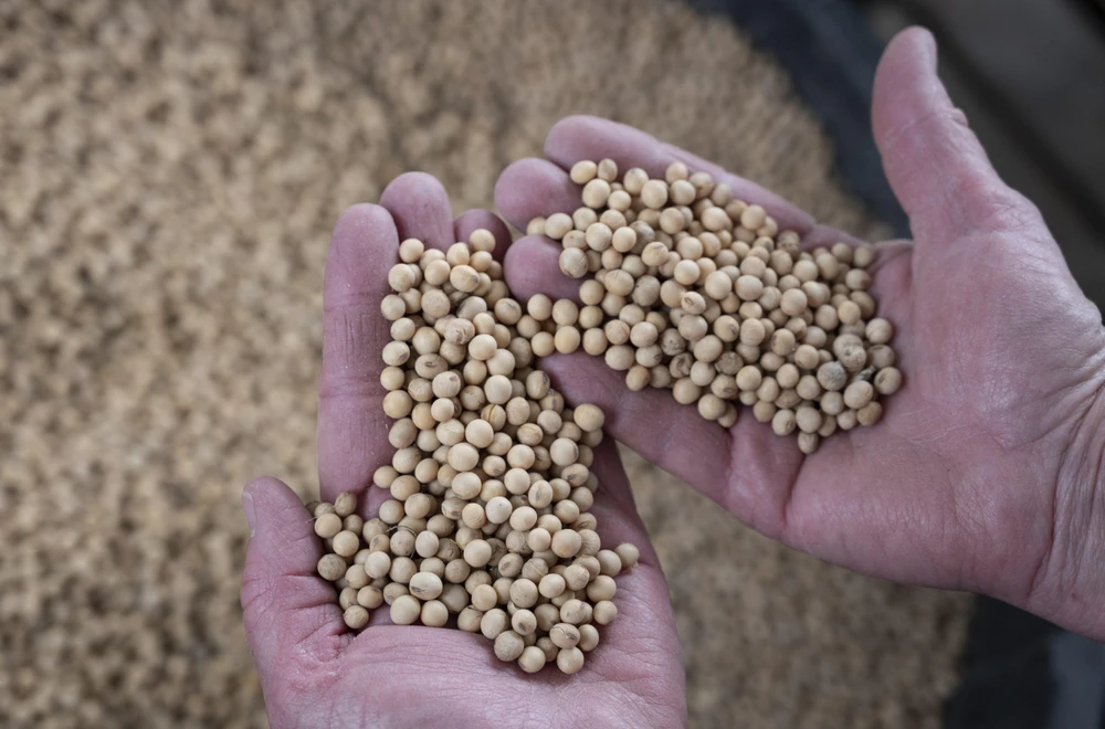 Trong ảnh: Nông dân thu hoạch đỗ tương tại Scribber, Nebraska, Mỹ. (Ảnh: AFP/TTXVN
