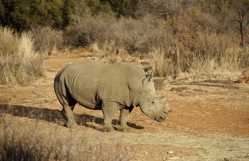 Một con tê giác đen được cưa sừng tại khu bảo tồn Bona Bona, Nam Phi. (Ảnh: AFP/TTXVN)