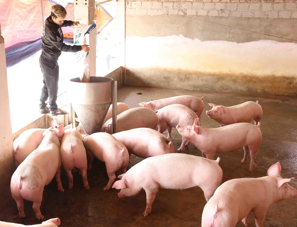 Chăm sóc đàn lợn thịt để cung cấp cho thị trường dịp Tết Canh Tý tại trại của gia đình anh Nguyễn Đình Thành, xã thư Phú, huyện Thường Tín, TP Hà Nội. (Ảnh: Vũ Sinh/TTXVN)