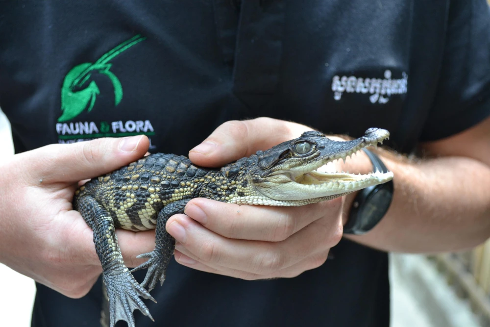 Cá sấu Xiêm con được phát hiện ở dãy núi Cardamom, Tây Nam Campuchia. (Nguồn: southeastasiaglobe.com)