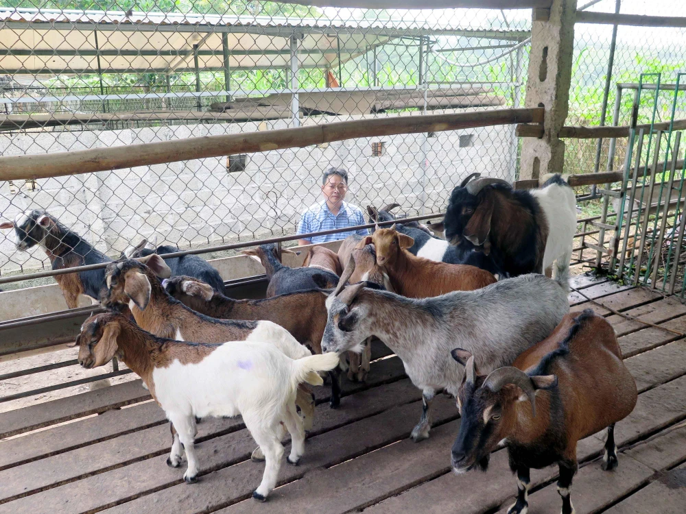 Đàn dê tại Hợp tác xã chăn nuôi động vật bản địa tại xóm Gốc Gạo, xã Tức Tranh (Phú Lương, Thái Nguyên). (Ảnh: Quân Trang/TTXVN)