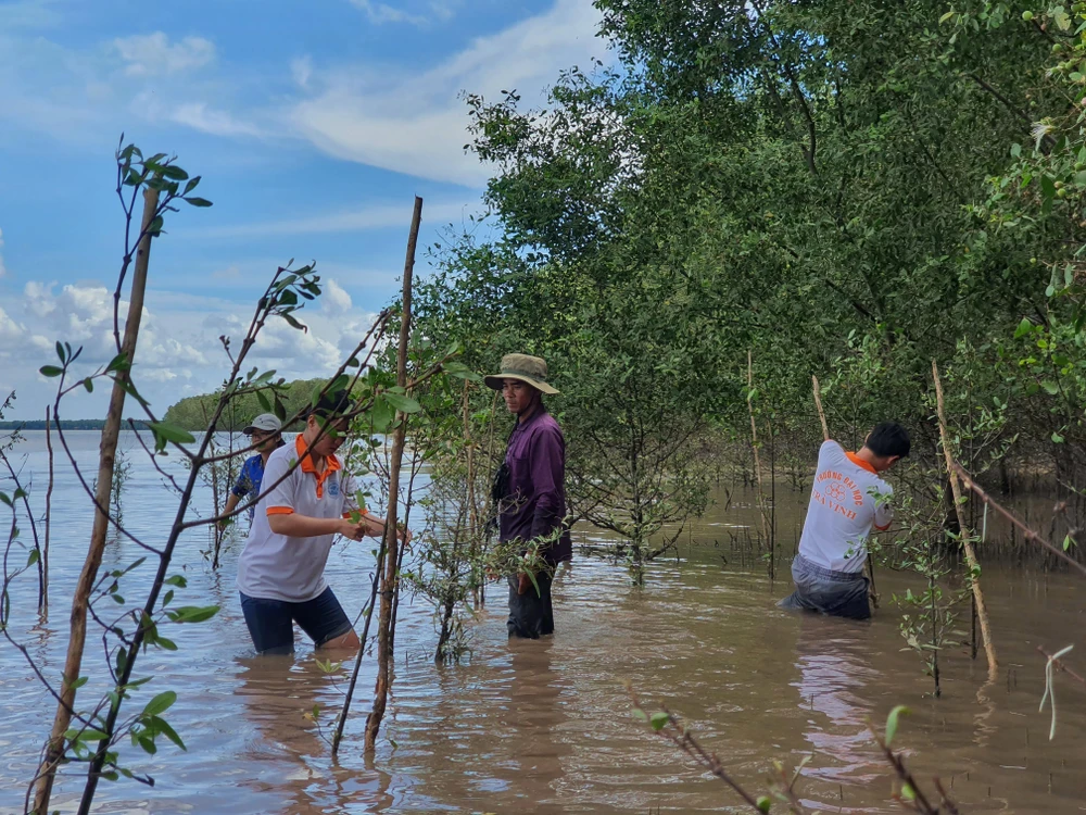 Đội tình nguyện đại diện cho Liên minh Giá trị xã hội Việt Nam tiến hành trồng cây phục hồi rừng ngập mặn tại Trà Vinh. (Ảnh: PV/Vietnam+)